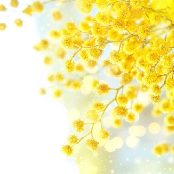 国際女性デーには、ミモザの花とジュエリーを。